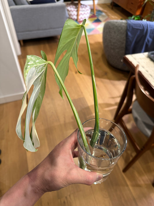 Monstera Borsigiana Albo Variegata