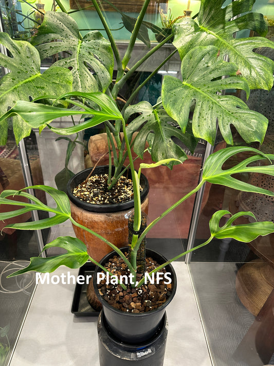 Monstera Burle Marx Flame