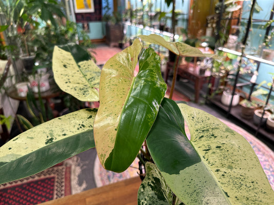 Philodendron ilsemanii - Crown Jewel