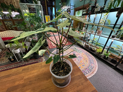 Philodendron ilsemanii - Crown Jewel