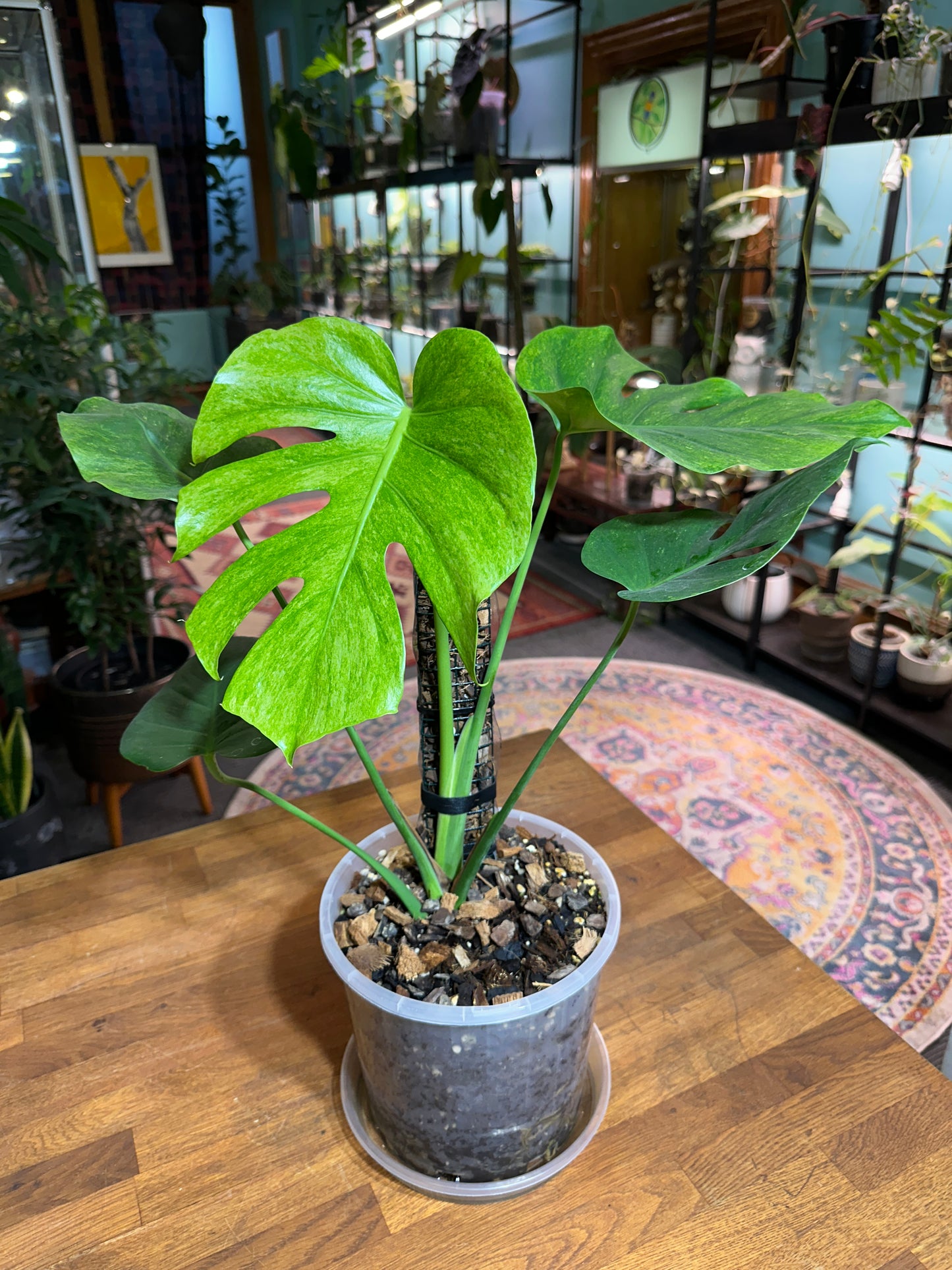 Monstera Stardust - Small