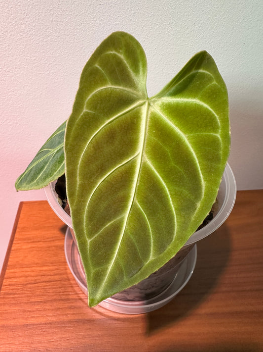 Anthurium Regale