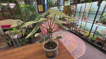 Philodendron ilsemanii - Crown Jewel