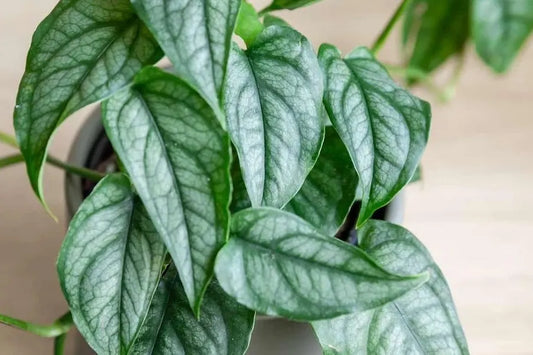 Monstera siltepecana